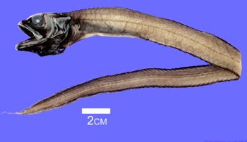 Media type: image; Ichthyology 161547